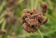 लाभदायक कोदो