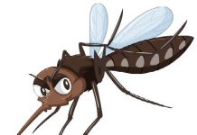 नेपालभर फैलिएको डेंगीबाट तपाईँ कसरी सुरक्षित रहने ?